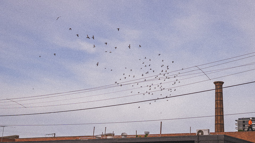 Coffex Coffee Roasters – Official Coffee for the Royal Melbourne Show – Royal Melbourne Show Giveaway!